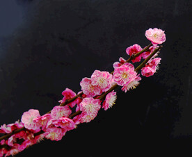 梅花