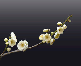 梅花