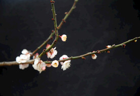 梅花