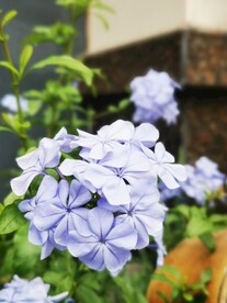 蓝雪花