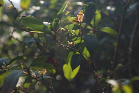 桂花树枝
