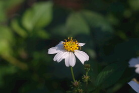 野花