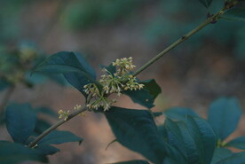 桂花