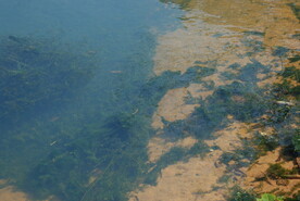 水草