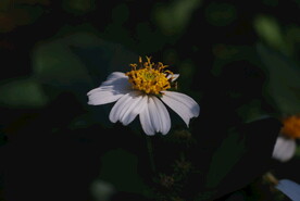 野花野草