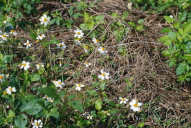 野花野草