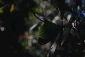 树叶树影
