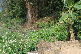 山林野草