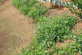 野草