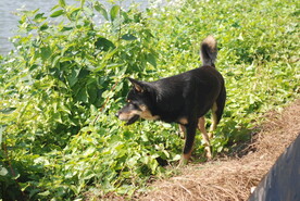 中华犬