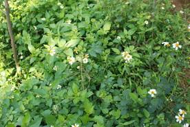 野花野草地