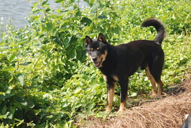 中华田园犬