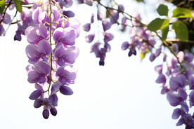 紫藤