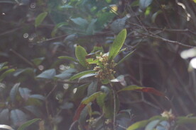 桂花树