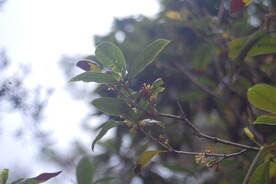 桂花树枝