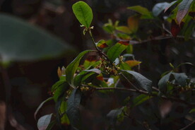 桂花树枝