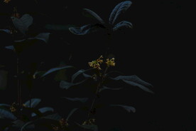 桂花