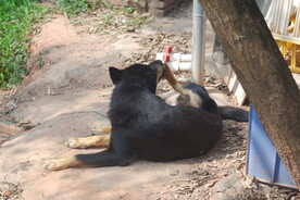 土狗