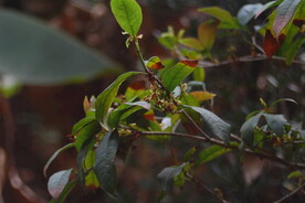 桂花