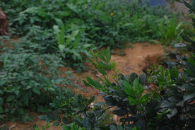 桂花树枝