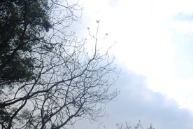 树枝