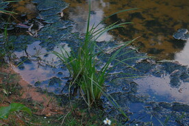 水塘青草