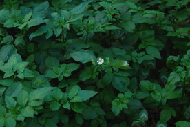 野花野草