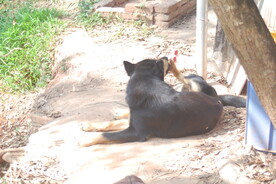 土狗