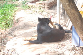 护院犬