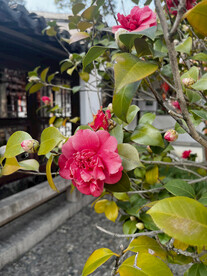 茶花