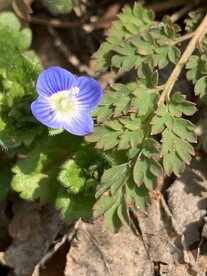 不知名蓝紫色小野花