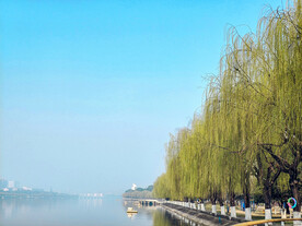 河边杨柳