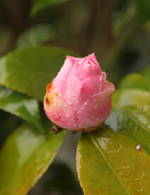 茶花