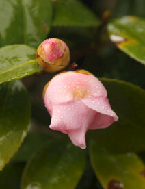 茶花