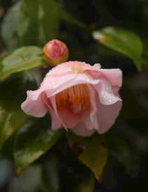 茶花