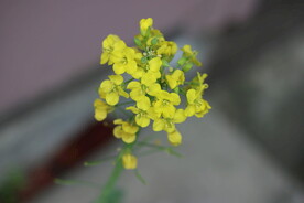 油菜花