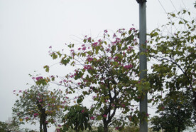 紫荆花