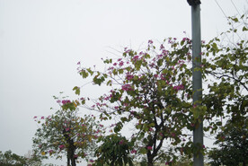 紫荆花