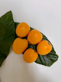 枇杷
