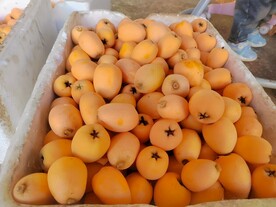 枇杷