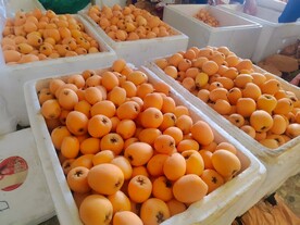 枇杷