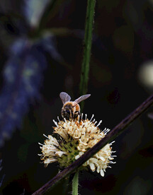 蜜蜂