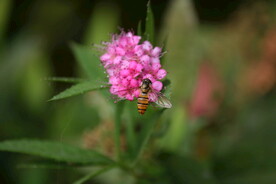 蜜蜂