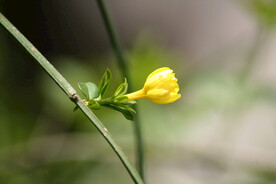 迎春花