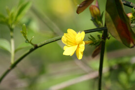 迎春花