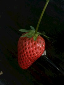 草莓