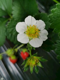 草莓花