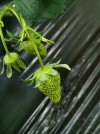 草莓