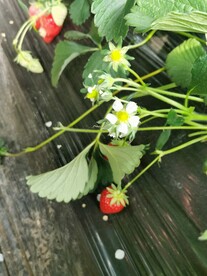 草莓