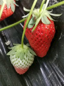 草莓
